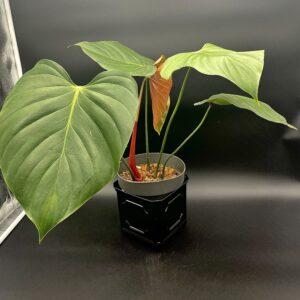 Philodendron Lynamii