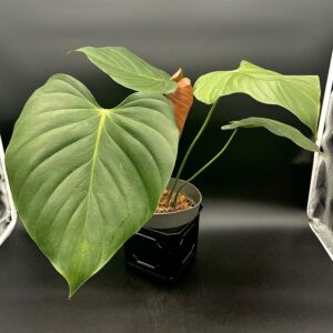 Philodendron Lynamii