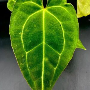 Anthurium Crystallinum x Magnificum