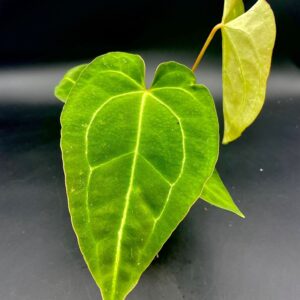 Anthurium Crystallinum x Magnificum