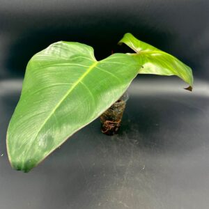 Philodendron Mandaeanum