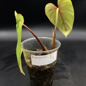 Philodendron Ploughmannii