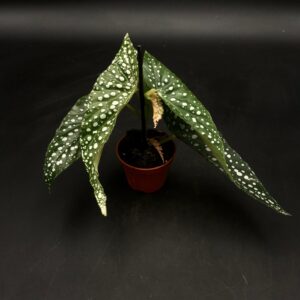 Begonia Bambusiforme Baby