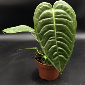 Anthurium Veitchii