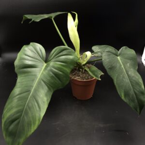 Philodendron Golden Dragon