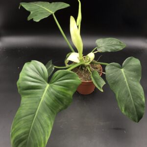 Philodendron Golden Dragon