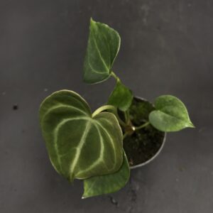 Anthurium Clarinervium Bébé