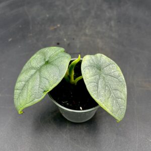 Alocasia Melo Bébé