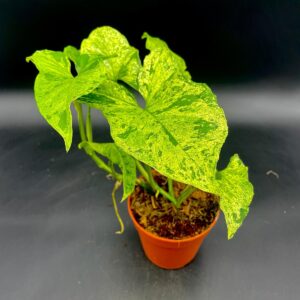 Syngonium Podophyllum Mojito