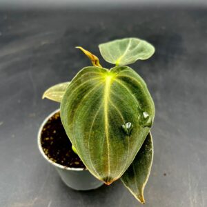 Philodendron Melanochrysum Baby