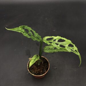 Monstera Obliqua Perù Baby