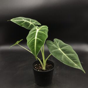 Alocasia Frydek