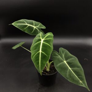 Alocasia Frydek