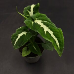 Syngonium Wenlandii Baby