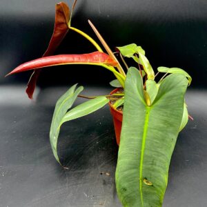 Philodendron Atabapoense