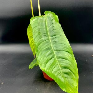 Philodendron Sharoniae