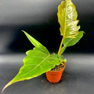 Philodendron Pluto