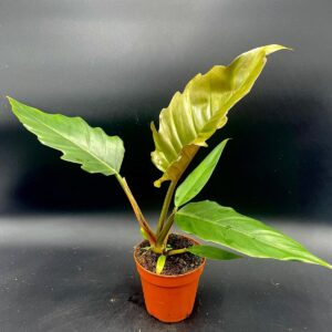 Philodendron Pluto