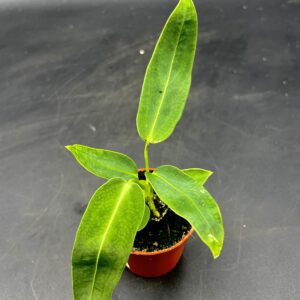 Anthurium Warocqueanum Baby