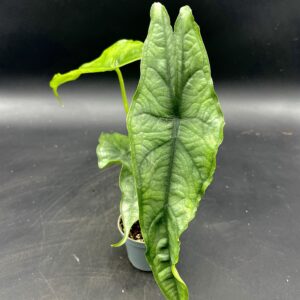 Alocasia hétérophylla “Dragon’s Breath” Bébé