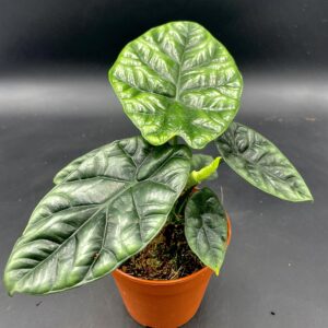 Alocasia Sinuata