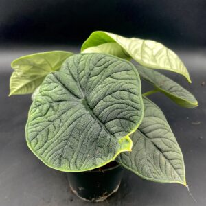 Alocasia Melo